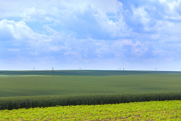 Green fields of wheat, rye, soy and corn. Blue sky with cumulus clouds. Magic summertime landscape. Concept theme: Agriculture. Nature. Climate. Ecology. Food production.