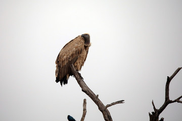 Vulture