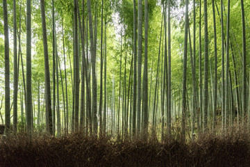 Fototapeta na wymiar Arashiyama Bamboo Forest in Kyoto