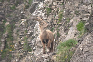 Steinbock am Berg