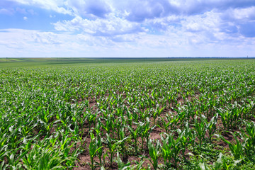 Green fields of corn. Blue sky with cumulus clouds. Magic summertime landscape. Concept theme: Agriculture. Nature. Climate. Ecology. Food production.
