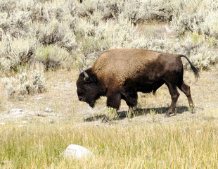 A mature bison bull walks through grass and sagebrush in Yellowstone National Park, MT