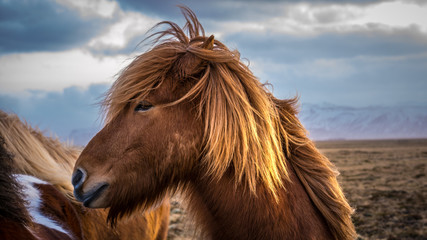 Islandpony