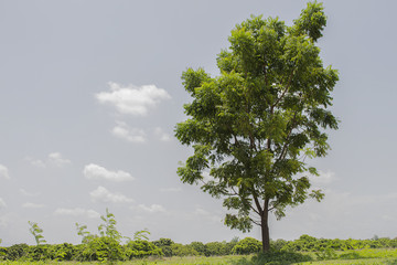 Obraz premium Lonely tree on the meadow.