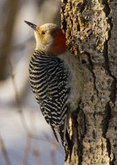 Red Bellied Woodpecker - 169818374