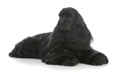 beautiful black cocker spaniel female