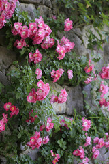 Rosenbusch mit Blüten