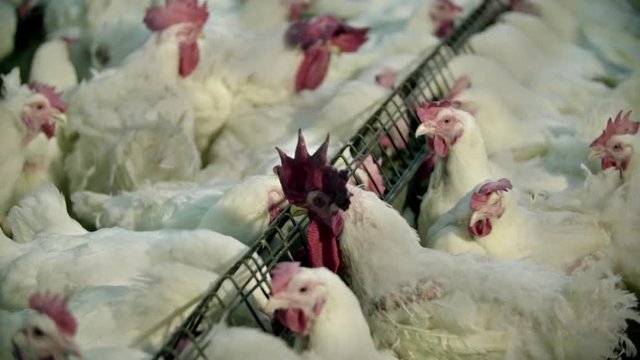 chicken eat in Poultry farm