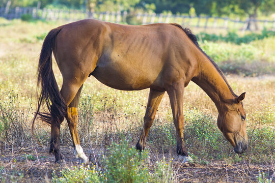 cavallo che bruca