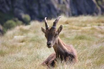 Young steinbock in the italian Alps