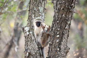 Vervet Monkey
