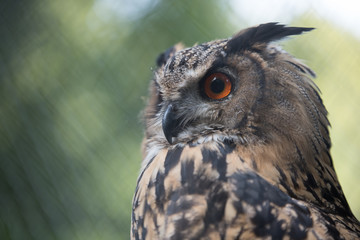 eagle owl