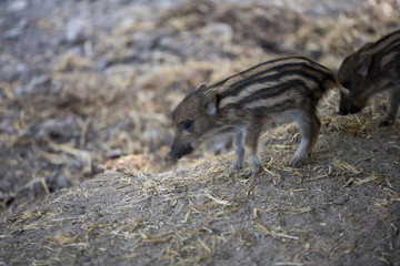 wild hog piglets