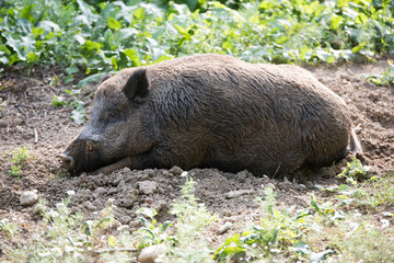 wild hogs resting