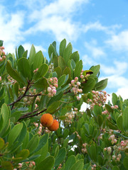 Arbousiers-&icirc;le de Lipari