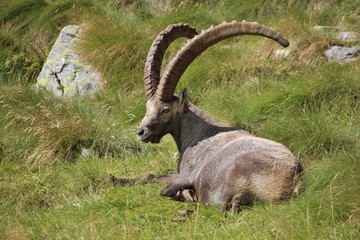 Steinbock laying in the grass, Alps Orobie, Italy