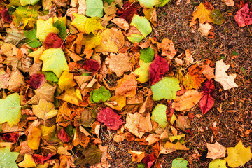 Beautiful autumn background with maple leaves close up. Colorful Outdoor autumn concept.