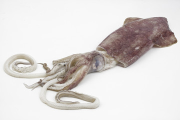 raw squids on white background