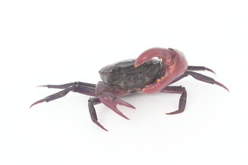 Crabs on a white background.