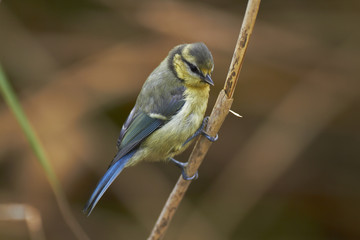 Blue Tit