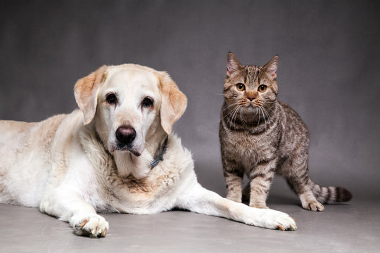 Hund und Katze