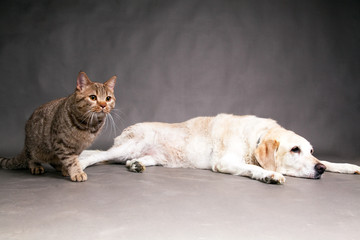 Hund und Katze