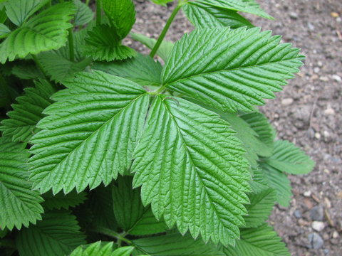Zimt-Erdbeere