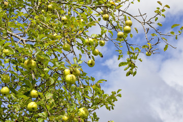 Apple tree of the golden class loaded with apples.