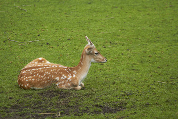 Fallow Deer