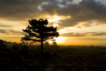 New Forest Tree at Sunset