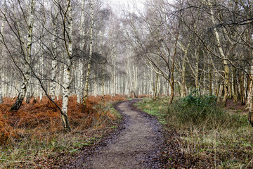 New Year Walks