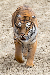 Fototapeta na wymiar Tiger Walking