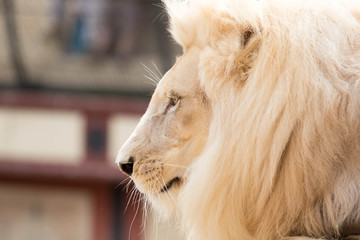 White Lion