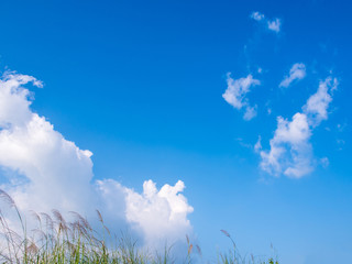 Obraz na płótnie Canvas Flower of Kans grass sway in wind and the blue sky