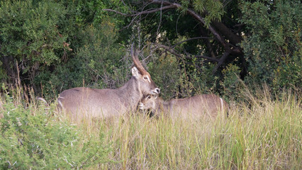 Waterbuck with a young