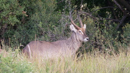 Waterbuck eating grass