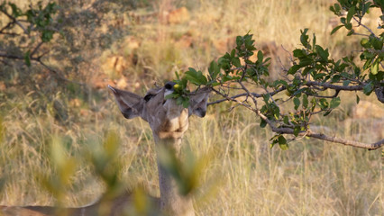 Impala eating from a bush