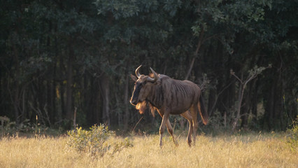 Wildebeest at the savanna