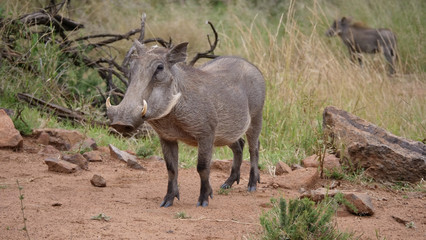 Naklejka na ściany i meble Warthog at the Pilanesberg National Park