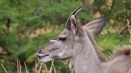 Young male nyala