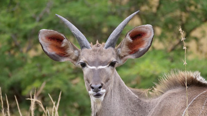 Young male nyala