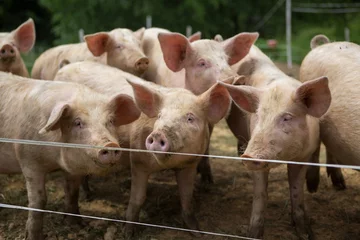Fotobehang Pigs in mud at pig breeding farm © timestudia