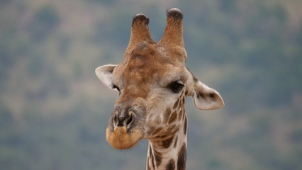 Close up from a giraffe