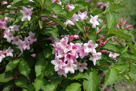 Five lobed pink flowers of weigela florida