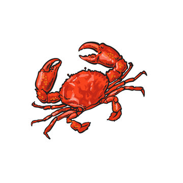 vector sketch cartoon sea crayfish crab. Isolated illustration on a white background. Sea delicacy food concept