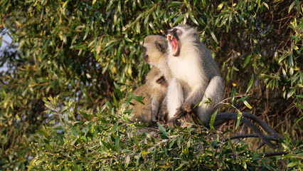Vervet monkey yawning in a tree