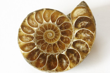Ammonite - 169823972
