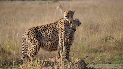 Two cheetahs stand together and looking around