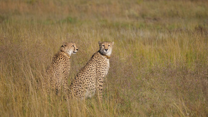 Two cheetahs looking around