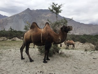 double hump camel
